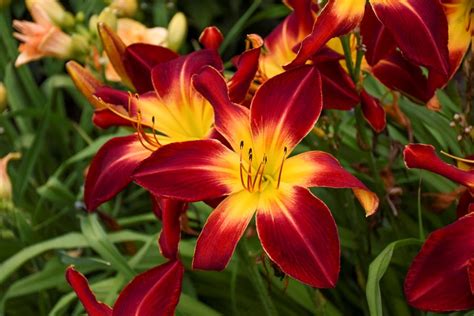 Daylily Care, Planting, and Growing Guide | Garden Design