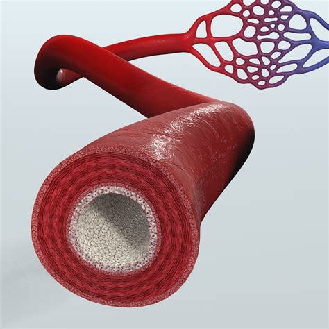 Realistic Blood Vessels Anatomy 3D Model $49 - .ma .obj .max .fbx - Free3D