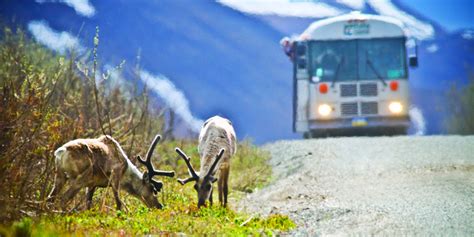 The Denali Tour Experience | Denali National Park & Preserve AK ...