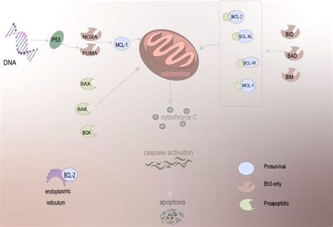 Frontiers | The role of BCL-2 family proteins in regulating apoptosis and cancer therapy