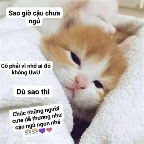 Ghim trên Pets | Động vật, Hài hước, Đang yêu