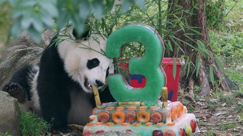 Smithsonian's National Zoo Celebrates Giant Panda Bei Bei's Third Birthday | Smithsonian's ...