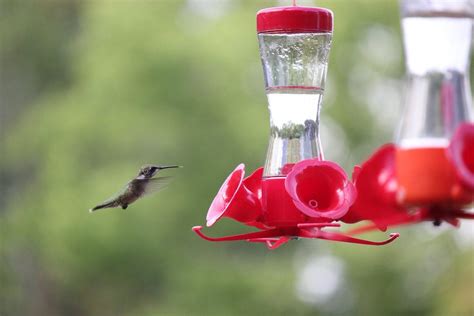 Signs of Spring: 8 Great Spring Birding Moments - Birds and Blooms