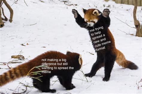 lets make this red panda format a thing : r/wholesomememes