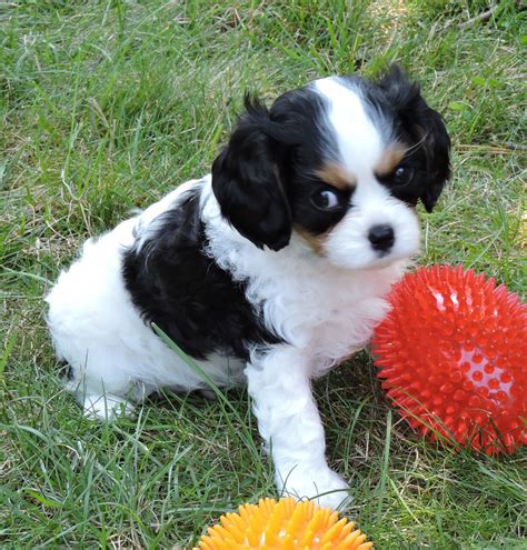 Cavalier King Charles Spaniel Puppies For Sale | Stuarts Draft, VA #303375