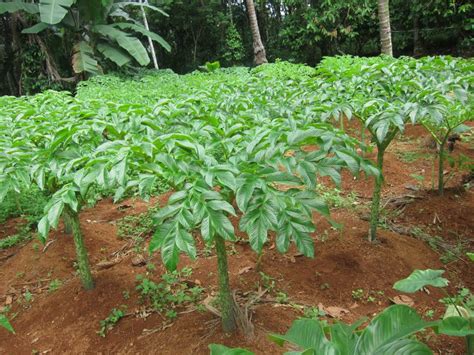 plant of elephant foot yam - Theayurveda