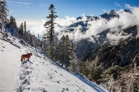 Icehouse Canyon to Cucamonga Peak in Snow | CaliTrails