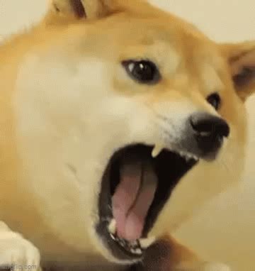 Screaming doge - Imgflip