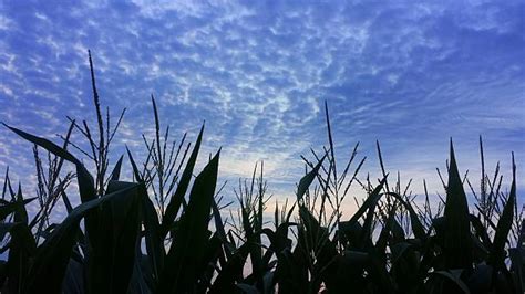 70+ Iowa Cornfield Sunset Stock Photos, Pictures & Royalty-Free Images ...