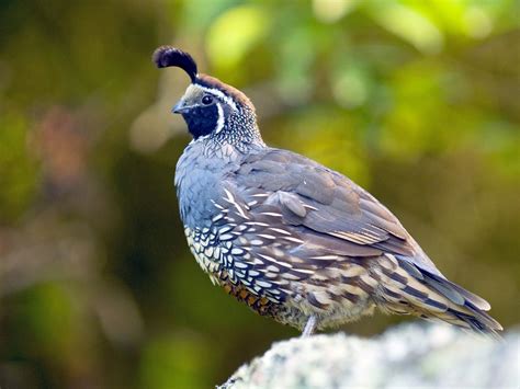 Can Quails Fly? | Birdfact