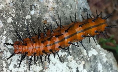 Gulf Fritillary Caterpillar - What's That Bug?