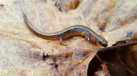 Family Plethodontidae: Lungless Salamanders - Andrew DuBois