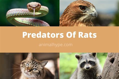 What Eats Rats? (17 Rat Predators) - Animal Hype