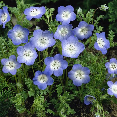 Baby Blue Eyes Seed - Nemophila Menziesii Flower Seeds