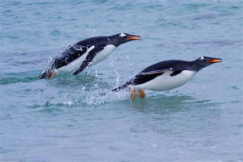 Synchronised Gentoo swimming | Penguins, Gentoo penguin, Cute penguins