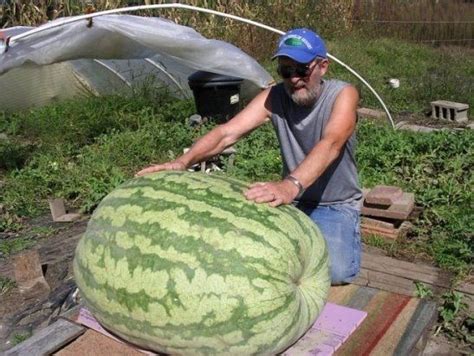 The world's largest watermelon. The world record for the mass of watermelons is about 119 ...