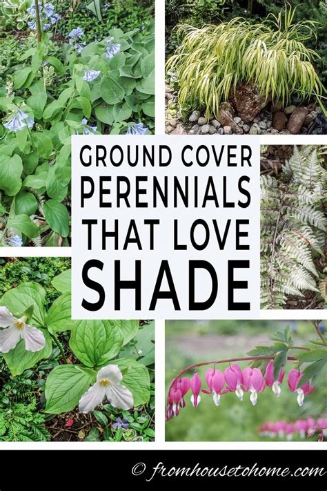 Shade Ground Cover Perennials That Will Keep the Weeds Down - Gardening ...