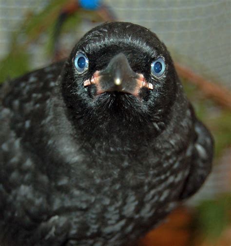 Caw-Fully Close! Understanding Crow Nesting Season | BC SPCA