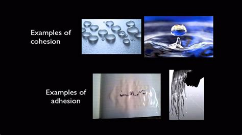 Cohesion And Adhesion Examples