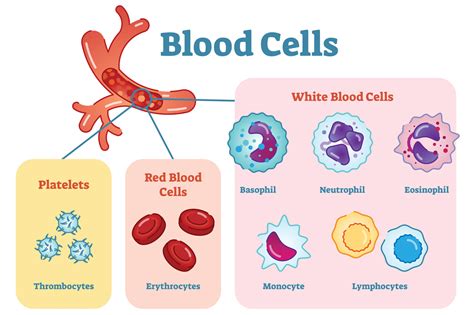 Erythrocyte Cell