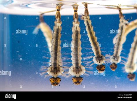 Asian tiger mosquito larvae in water alive, Aedes albopictus. Exotic species, invasive mosquito ...