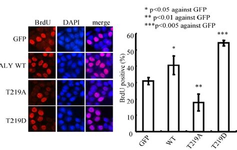 BrdU Cell Proliferation Assay - Creative Bioarray CellAssay