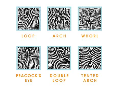 Fingerprint Types – Flutterbye Prints