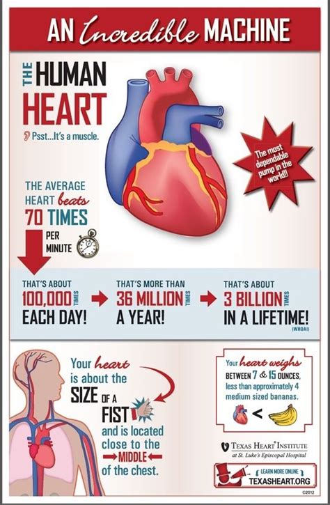 circulatory system infographic - Google Search | Heart facts, Health education, Human anatomy ...