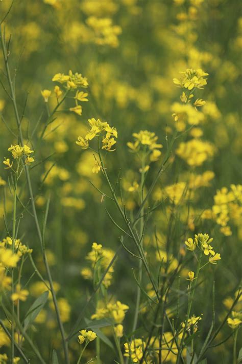 Mustard Field Wallpapers - Top Free Mustard Field Backgrounds ...