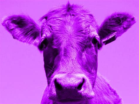 Purple cow | Purple Cow 8 | Milka