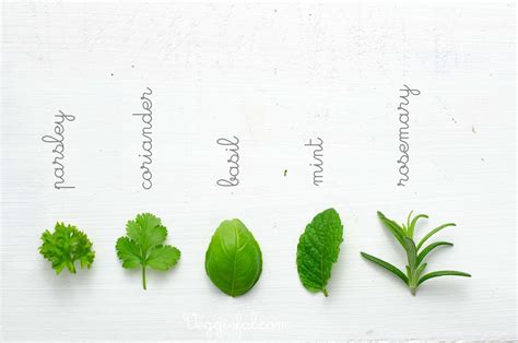 Identification of Herbs