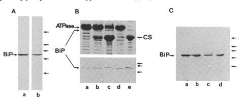 Figure 1 from The endoplasmic reticulum-sarcoplasmic reticulum ...