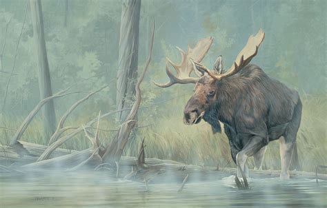 Backwaters—Moose Original Artwork | Moose painting, Wildlife art, Wildlife artists