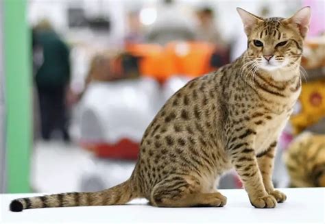 Ocicat: Breed Information and Personality