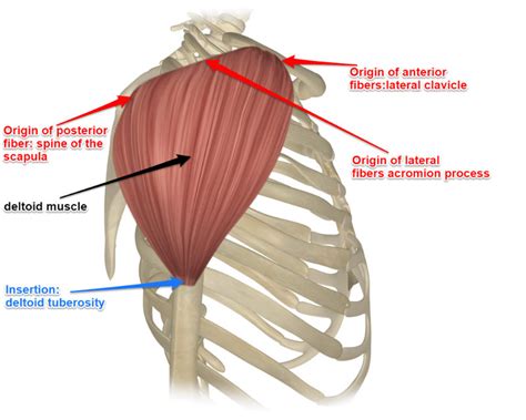 The Deltoid Muscle and Its Attachments - Yoganatomy