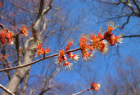 Nature on the Edge of New York City: Red Maple Flowers in Bloom