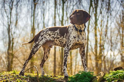 Braque Allemand : Origine, caractère, santé, couleur : fiche chien - Dictionnaire des animaux