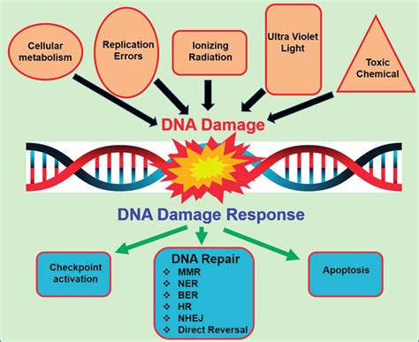 DNA damage, DNA damage response, and repair. Graphical illustration ...