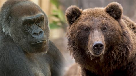 Gorilla Vs. Brown Bear- Unbiased Comparison Of The Creatures