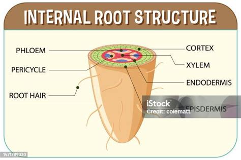 Internal Structure Of Root Diagram Stock Illustration - Download Image Now - Root, Tissue ...