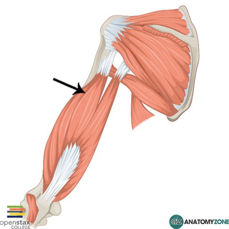 Lateral Head of Triceps Brachii • Muscular, Musculoskeletal • AnatomyZone