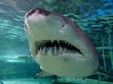 Shark Jaw Talk | SEA LIFE Sydney Aquarium