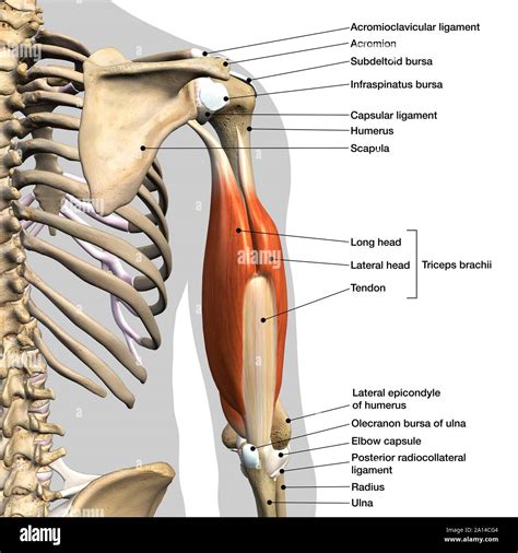 Labeled Anatomy Chart Of Male Triceps And Back Muscles On White | Porn ...