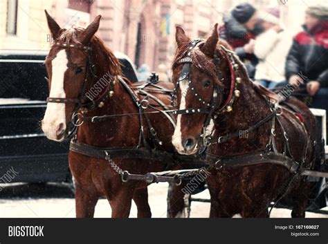 Horses Sleigh Ride Image & Photo (Free Trial) | Bigstock