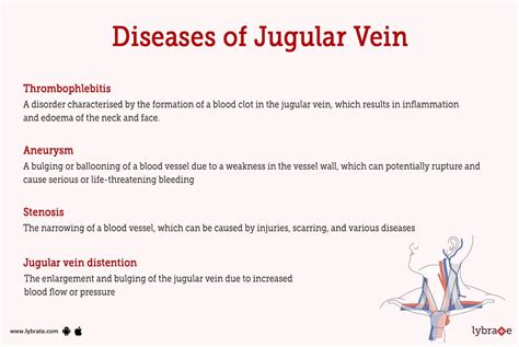 Jugular Vein (Human Anatomy): Image, Functions, Diseases and Treatments