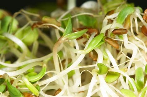 Alfalfa Sprouts - Organic Sprouting Seeds