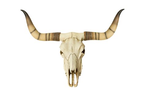 Beige bison skull isolated on a transparent background 21596902 PNG