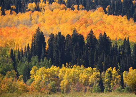 Colorado Aspens in the Fall | Aspen, Colorado, Painting