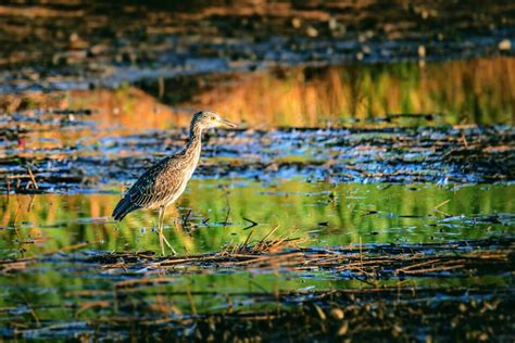 New Jersey's tidal marshes are vanishing • Earth.com