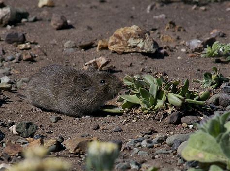 California vole - Wikipedia